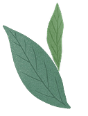 Left leaves