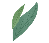 Right leaves